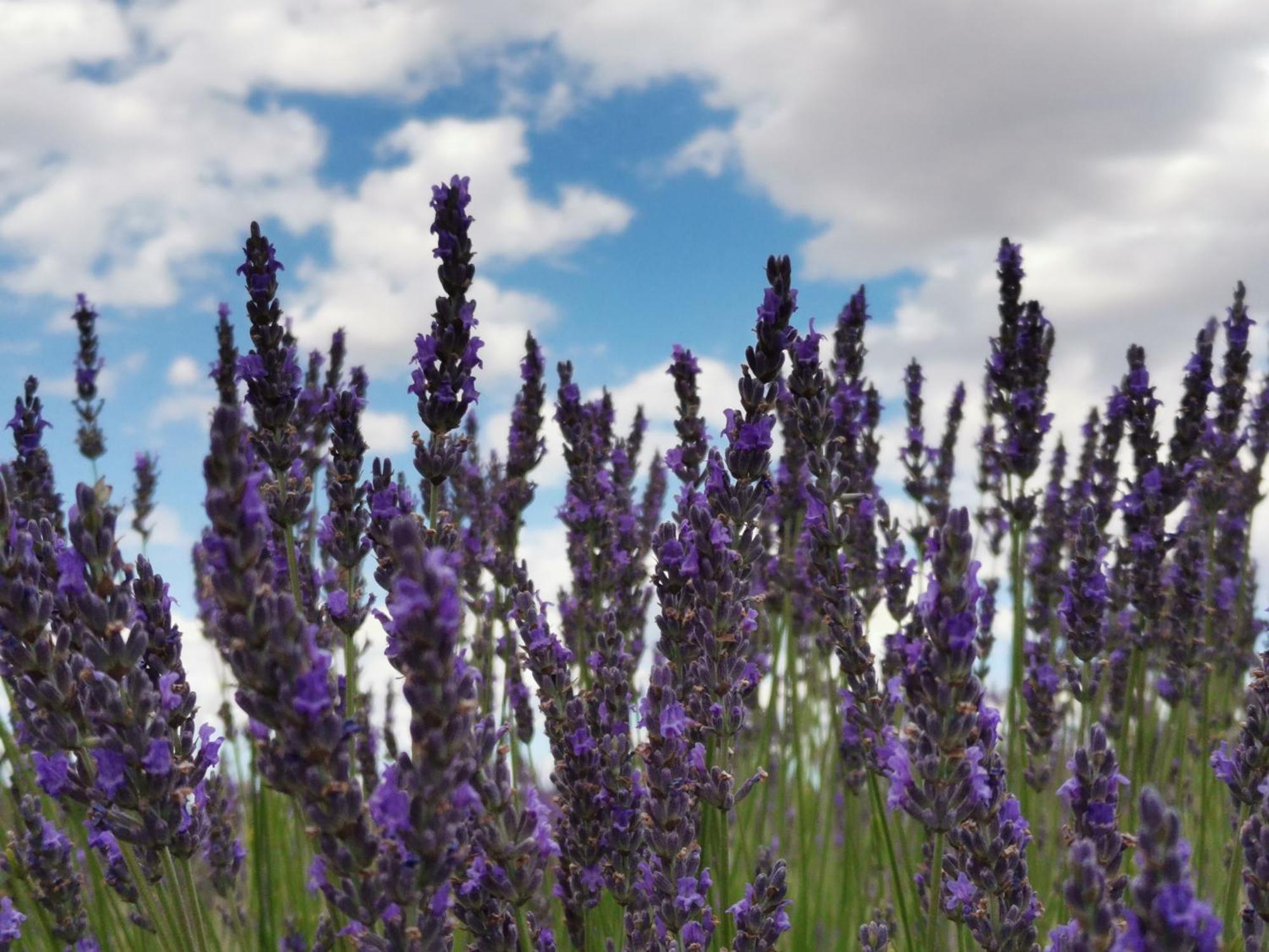 Gite En Provence Lavande Modene Exterior foto