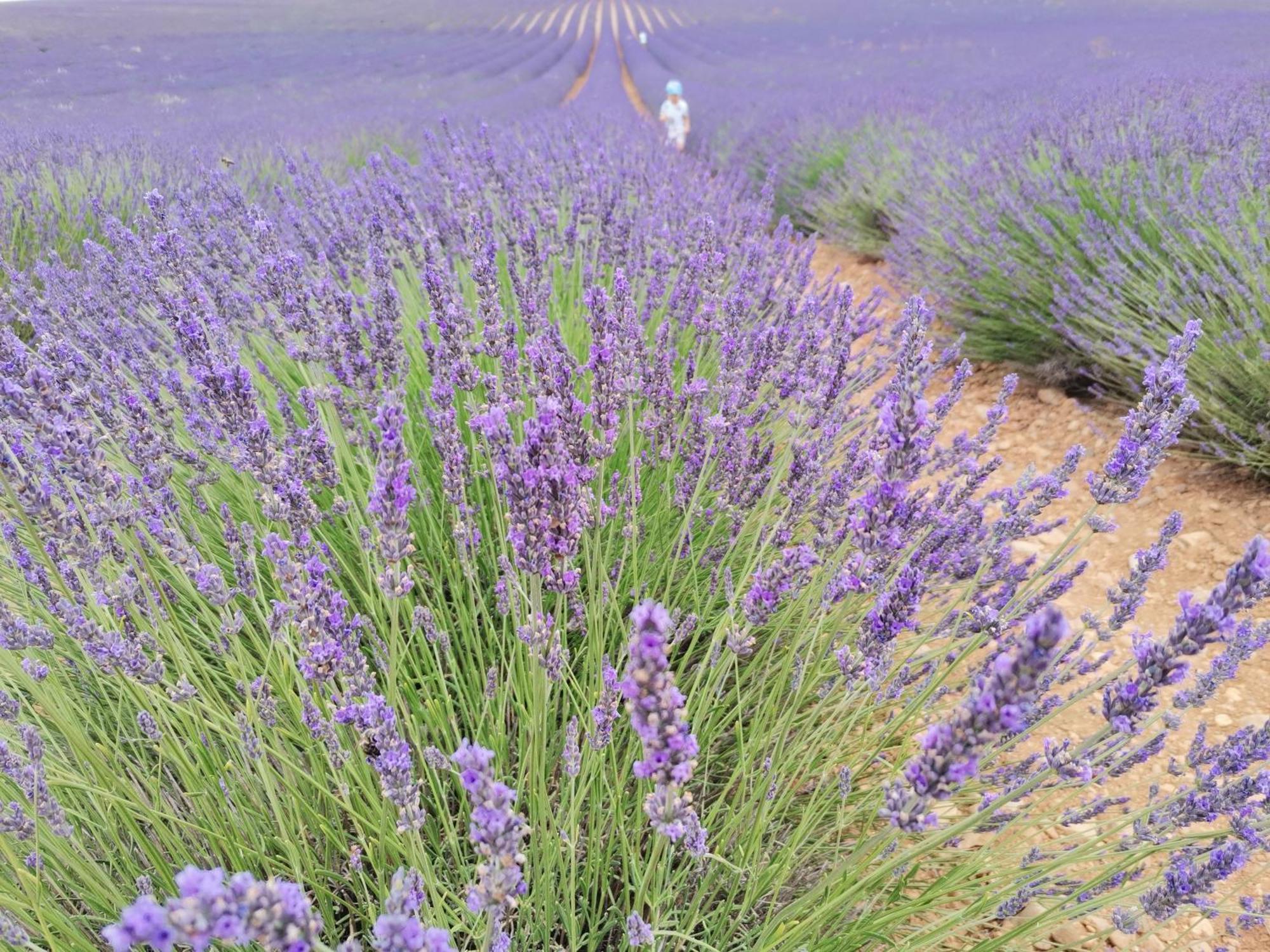 Gite En Provence Lavande Modene Exterior foto