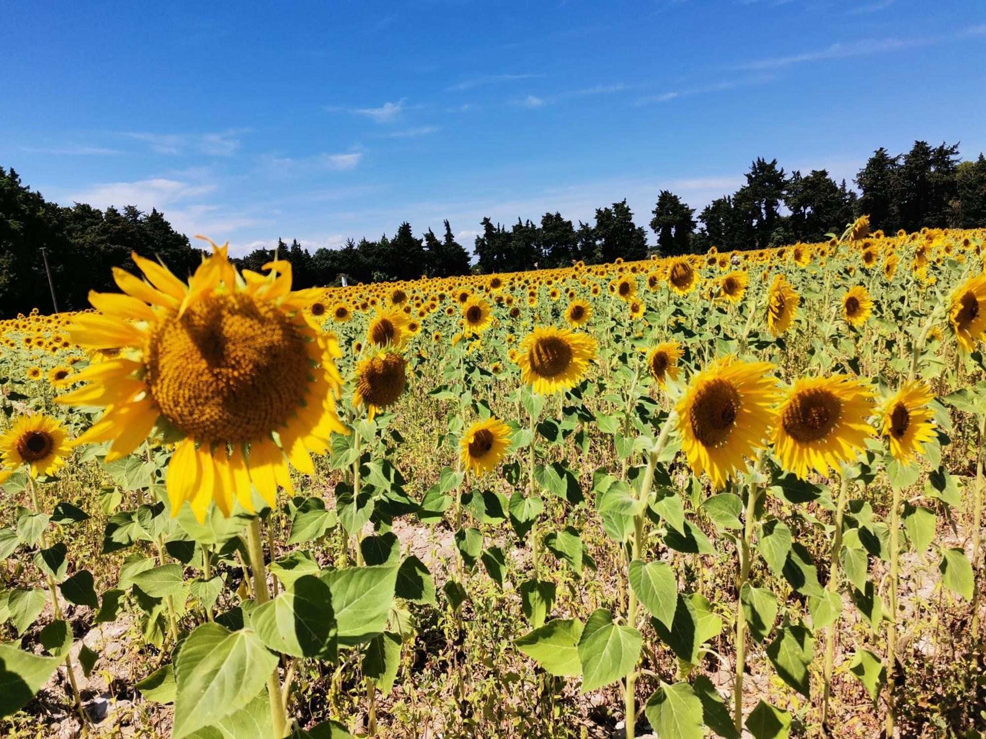 Gite En Provence Lavande Modene Exterior foto